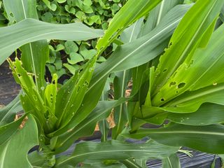 심기정님의 옥수수 · 병해충상담 작성글 사진