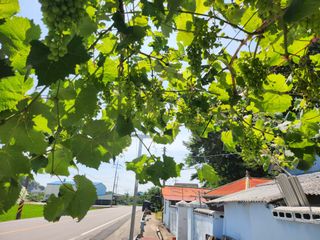 님의 포도 · 병해충상담 작성글 사진