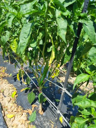 송채석님의 고추 · 병해충상담 작성글 사진