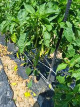 팜모닝 고추·병해충상담 게시글 이미지