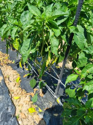 송채석님의 고추 · 병해충상담 작성글 사진