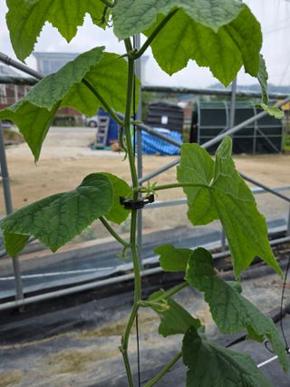 농부(홍)님의 오이 · 병해충상담 작성글 사진