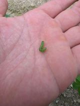 팜모닝 콩·병해충상담 게시글 이미지