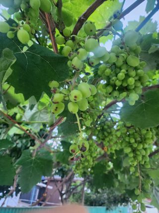 님의 포도 · 병해충상담 작성글 사진