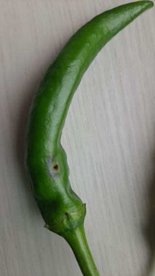 자일리님의 고추 · 병해충상담 작성글 사진