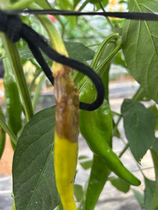 농린이님의 고추 · 병해충상담 작성글 사진