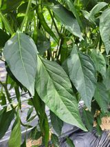 팜모닝 고추·병해충상담 게시글 이미지