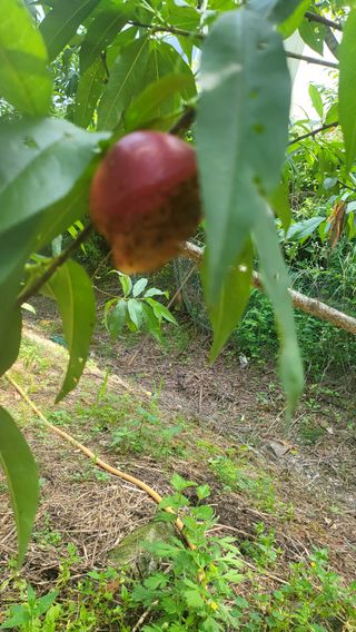 김용삼님의 복숭아 · 병해충상담 작성글 사진