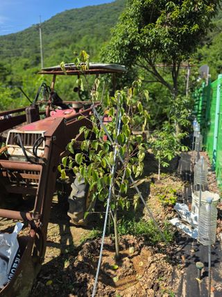 김정환님의 감 · 병해충상담 작성글 사진