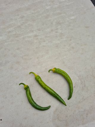 명솔님의 고추 · 병해충상담 작성글 사진