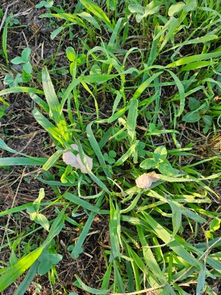 박종춘님의 복숭아 · 병해충상담 작성글 사진