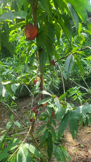 김용삼님의 복숭아 · 병해충상담 작성글 사진