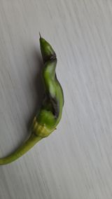 팜모닝 고추·병해충상담 게시글 이미지