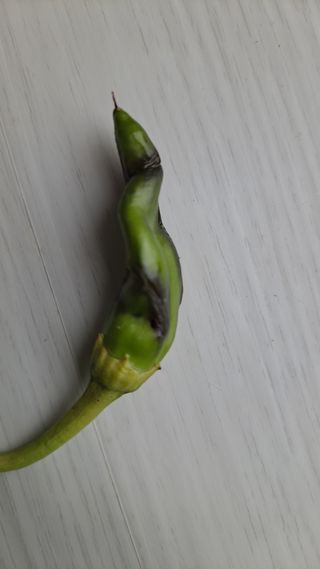 자일리님의 고추 · 병해충상담 작성글 사진