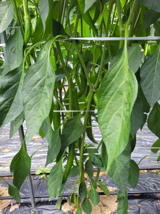 김경순님의 고추 · 병해충상담 작성글 사진