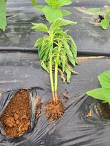 팜모닝 참깨·병해충상담 게시글 이미지