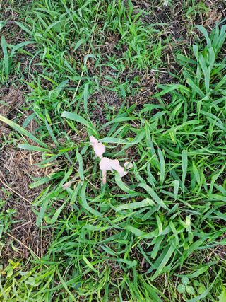 박종춘님의 복숭아 · 병해충상담 작성글 사진