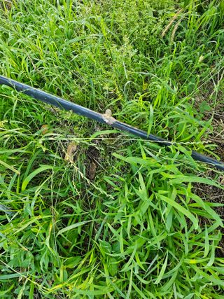 박종춘님의 복숭아 · 병해충상담 작성글 사진