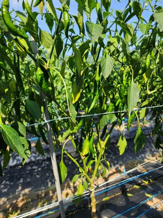 득규님의 고추 · 병해충상담 작성글 사진