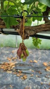 박상엽님의 포도·병해충상담 작성글 사진