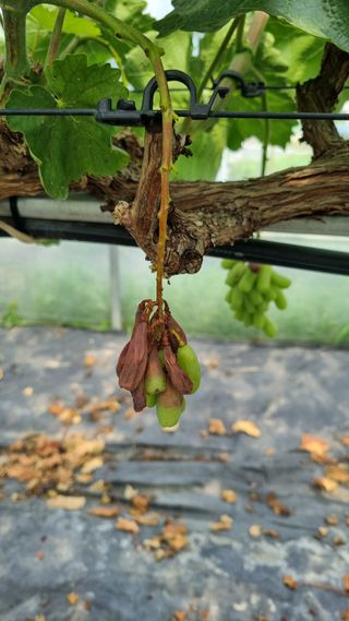 박상엽님의 포도 · 병해충상담 작성글 사진