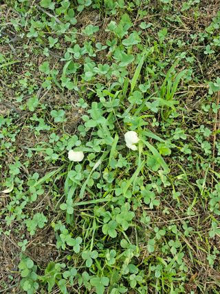 박종춘님의 복숭아 · 병해충상담 작성글 사진