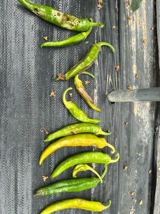 농린이님의 고추 · 병해충상담 작성글 사진