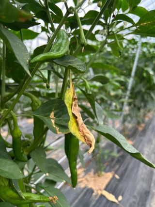 농린이님의 고추 · 병해충상담 작성글 사진