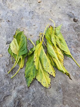 득규님의 고추 · 병해충상담 작성글 사진