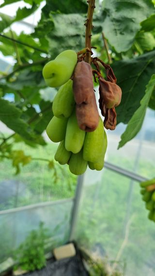 박상엽님의 포도 · 병해충상담 작성글 사진