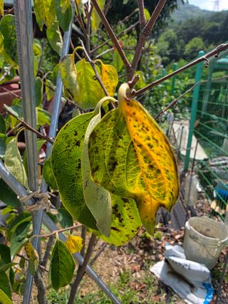 김정환님의 감 · 병해충상담 작성글 사진