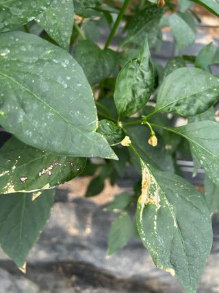 농린이님의 고추 · 병해충상담 작성글 사진