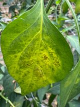 팜모닝 고추·병해충상담 게시글 이미지