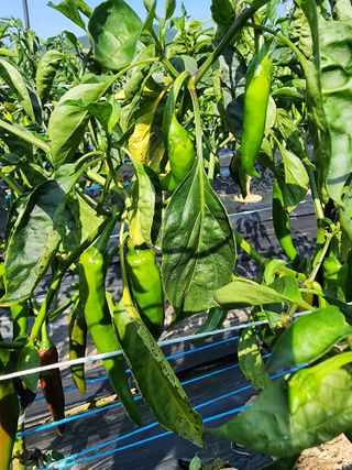 득규님의 고추 · 병해충상담 작성글 사진