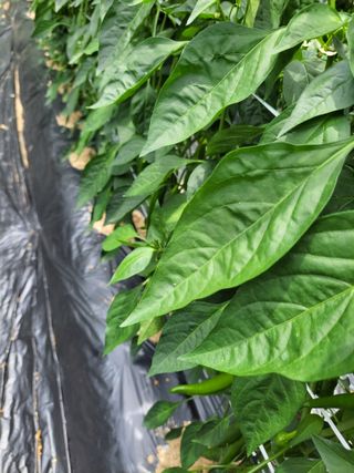 김경순님의 고추 · 병해충상담 작성글 사진