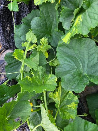 용진님의 기타작물 · 병해충상담 작성글 사진