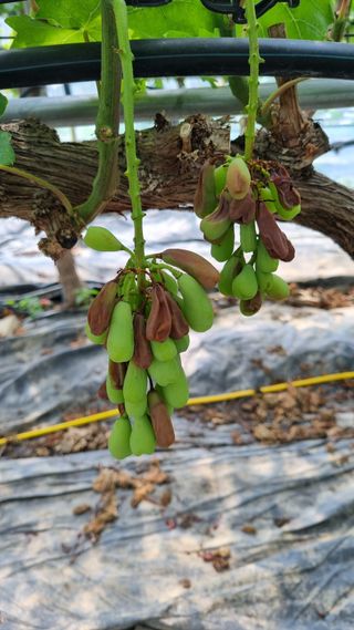 박상엽님의 포도·병해충상담 작성글 사진