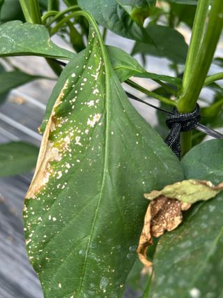 농린이님의 고추 · 병해충상담 작성글 사진