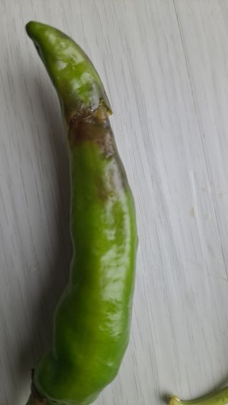 자일리님의 고추 · 병해충상담 작성글 사진