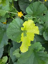 팜모닝 기타작물·병해충상담 게시글 이미지