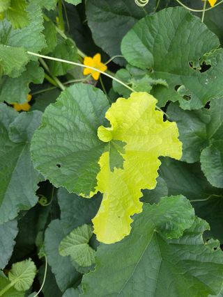 용진님의 기타작물 · 병해충상담 작성글 사진