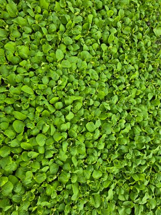 藝園님의 콩 · 병해충상담 작성글 사진