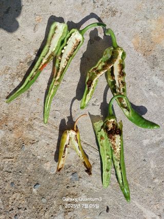 전진규.해돋이님의 고추 · 병해충상담 작성글 사진