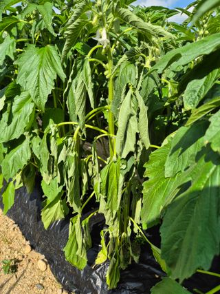 청춘의 푸른꿈님의 참깨 · 병해충상담 작성글 사진