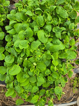 藝園님의 콩 · 병해충상담 작성글 사진