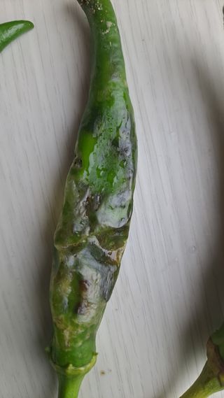 자일리님의 고추 · 병해충상담 작성글 사진