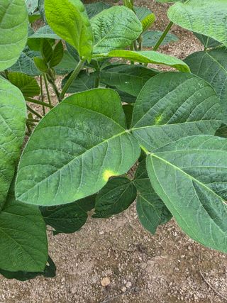 이병현님의 콩 · 병해충상담 작성글 사진