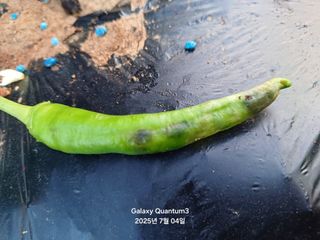 전진규.해돋이님의 고추 · 병해충상담 작성글 사진