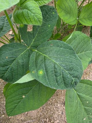 이병현님의 콩 · 병해충상담 작성글 사진