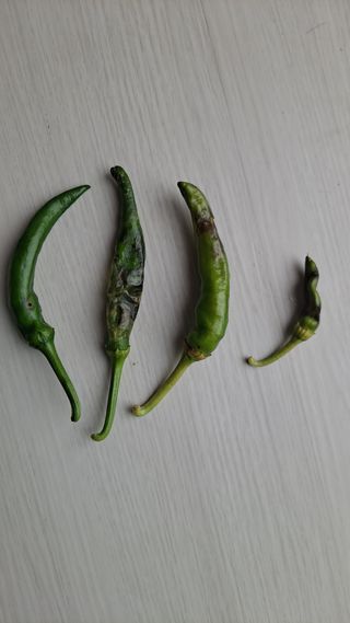 자일리님의 고추 · 병해충상담 작성글 사진